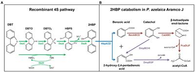 Enhancing biodesulfurization by engineering a synthetic dibenzothiophene mineralization pathway